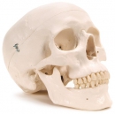 Human skull model [learning tool]