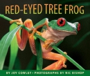 Red-eyed Tree Frog 